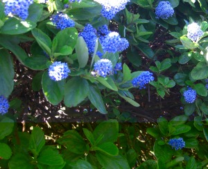 unknown blue shrub . . .